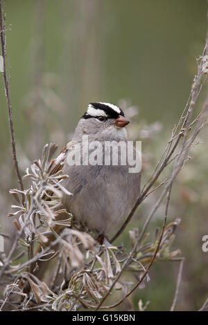 White-Crowned Sparrow (Zonotrichia leucophrys), Yellowstone National Park, Wyoming, United States of America, North America Stock Photo