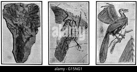 First Ever Bird The earliest bird, Archaeopteryx, fossil skeleton with feathers Stock ...