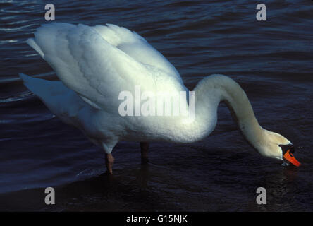 DEU, Germany, mute swan (lat. Cygnus olor)  DEU, Deutschland, Hoeckerschwan (lat. Cygnus olor) Stock Photo