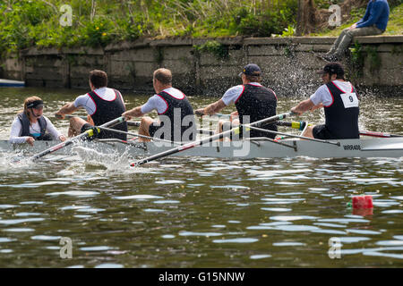 Rowers competing in Shrewsbury Regatta on the River Severn, Shropshire, England, UK. Stock Photo