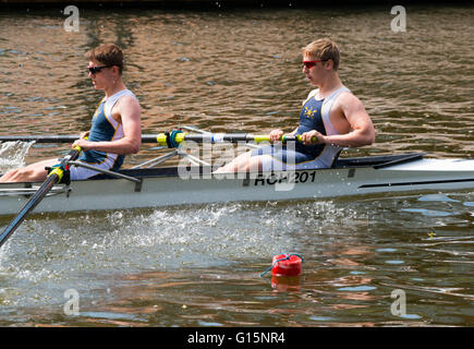 Rowers competing in Shrewsbury Regatta on the River Severn, Shropshire, England, UK. Stock Photo
