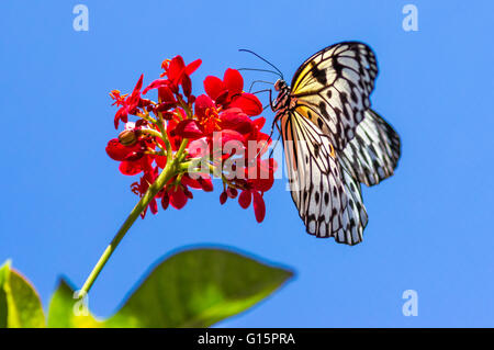 Tree Nymph Butterfly (Idea leuconoe). The paper kite, rice paper, or large tree nymph butterfly (Idea leuconoe) is known especia Stock Photo