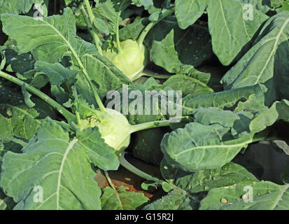 Kohlrabi, an annual European vegetable, is eaten raw or cooked. Also called German Turnip, Turnip Cabbage and Knol Khol Stock Photo