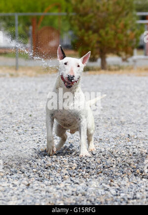 Mini bull terrier playing in the water Stock Photo