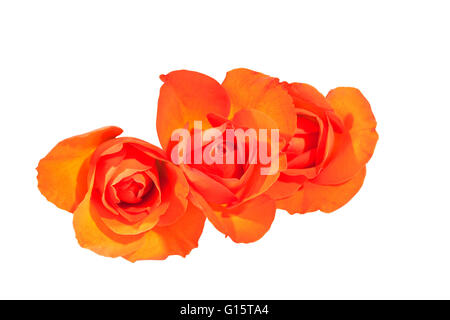 Three isolated  bright orange rosebuds on white background Stock Photo