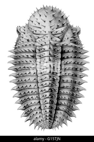 A trilobite is an extinct, small arthropod of the subphylum Trilobita that lived during the Paleozoic Era and are extremely common as fossils. Trilobites had a hard outer covering divided into three lengthwise and three widthwise sections (segmented exosk Stock Photo