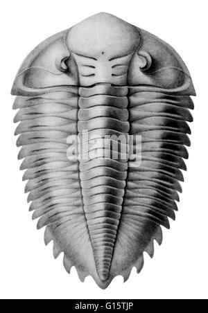 A trilobite is an extinct, small arthropod of the subphylum Trilobita that lived during the Paleozoic Era and are extremely common as fossils. Trilobites had a hard outer covering divided into three lengthwise and three widthwise sections (segmented exosk Stock Photo