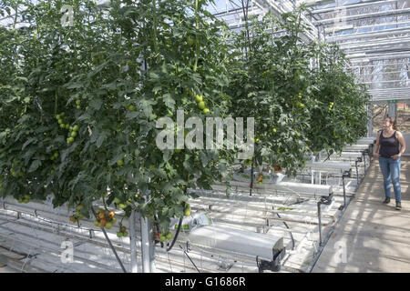 The Friedheimar tomato greenhouse. 22nd Apr, 2016. Apart from space heating, one of Iceland's oldest and most important usages of geothermal energy is for heating greenhouses. © Hans Van Rhoon/ZUMA Wire/Alamy Live News Stock Photo