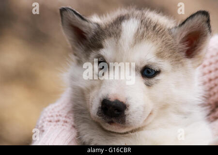 A baby siberian husky pup Stock Photo