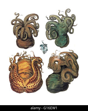Cephalid Octopus An octopus is a cephalopod mollusk of the order Octopoda. It has two ...