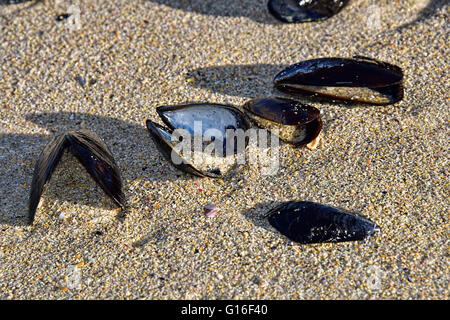 Mussel shells on the beach Stock Photo