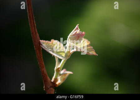 Grapes in early spring bud, after rain. Stock Photo