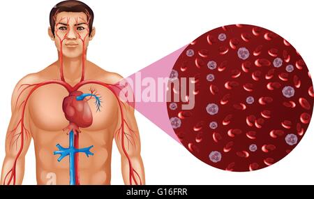 Blood circulation in human illustration Stock Vector