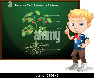 Little boy and flowering anatomy illustration Stock Vector