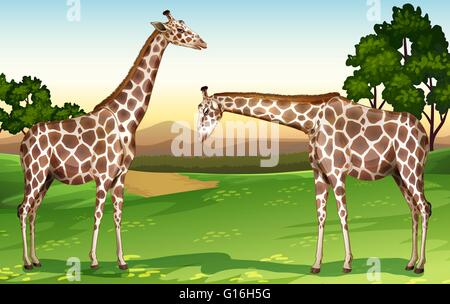 Two giraffes in a zoo illustration Stock Vector Image & Art - Alamy