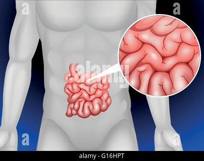 Small intestine in detail illustration Stock Vector
