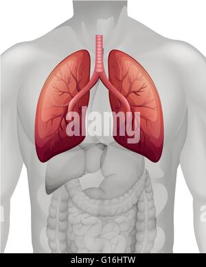 Lung cancer diagram in human Stock Vector Image & Art - Alamy