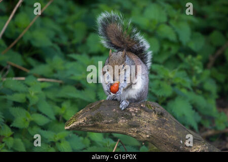 Grey Squirrel Sciurus carolinensis eating eating cherry tomato Stock Photo