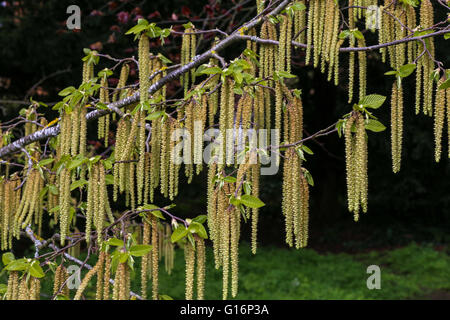 Branch of hazel catkins in the afternoon sun, highly allergenic pollen Stock Photo