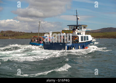 Tourist enjoying a Dingle Dolphin sightseeing trip, Dingle Bay, Dingle, Dingle Peninsula, County Kerry, Republic of Ireland. Stock Photo