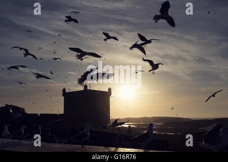 Seagulls flying around a fortress, Skala Du Port, Essaouira, Morocco ...