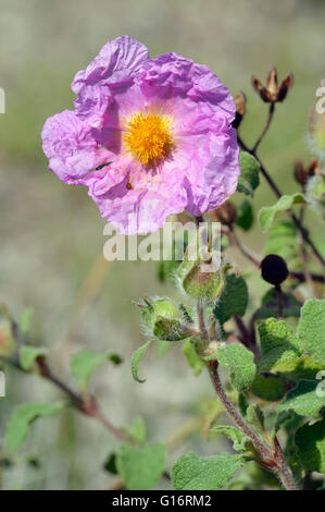 Cretan Cistus - Cistus creticus Common Mediterranean Flower Stock Photo