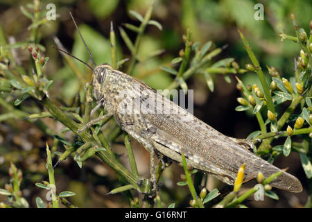 Egyptian Grasshopper - Anacridium aegyptium  on Genista fasselata Stock Photo