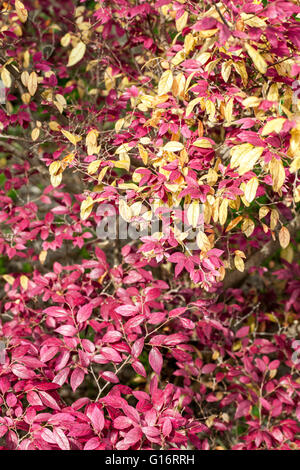 Loropetalum chinense Stock Photo