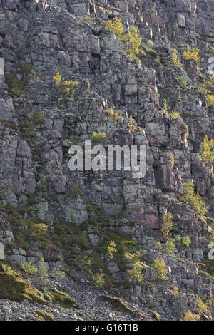 Stumpy Rock Trees on a vertical gray rock, with stumpy grass Stock Photo - Alamy