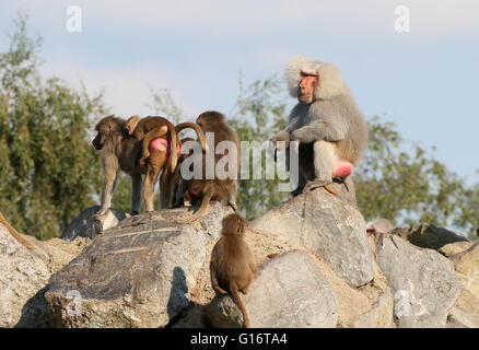 Large group  of Hamadryas or Sacred baboons (Papio hamadryas) on top of a hill Stock Photo