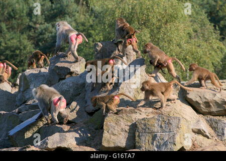 Large group  of Hamadryas or Sacred baboons (Papio hamadryas) on top of a hill Stock Photo