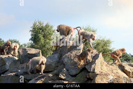 Large group  of Hamadryas or Sacred baboons (Papio hamadryas) on top of a hill Stock Photo