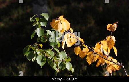Birch (Betula) leaves in late summer, some are still green and some are already yellow. Stock Photo