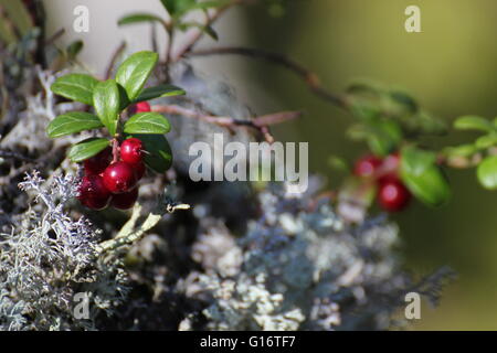 Lingonberry (Vaccinium vitis-idaea) and lichen in Sweden. Stock Photo