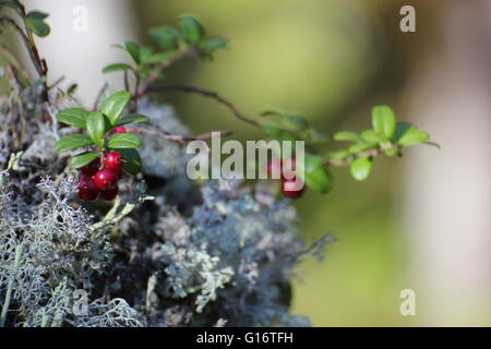 Lingonberry (Vaccinium vitis-idaea) and lichen in Sweden. Stock Photo