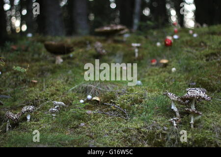 Variety of different mushrooms in a Swedish forest. Stock Photo