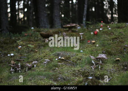 Variety of different mushrooms in a Swedish forest. Stock Photo