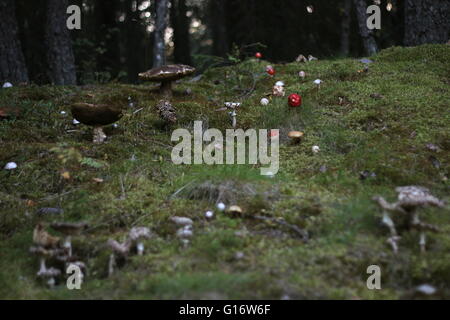 Variety of different mushrooms in a Swedish forest. Stock Photo