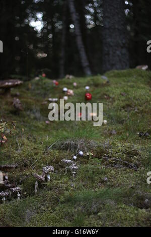 Variety of different mushrooms in a Swedish forest. Stock Photo