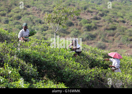 Tea pickers in a Tea plantation near Peermade, Kerala, India Stock Photo