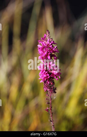 Blossoms of purple loosestrife (Lythrum salicaria) with reed in background. Stock Photo