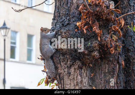 Sciurus carolinensis or eastern common gray squirrel in autumn leaves Stock Photo