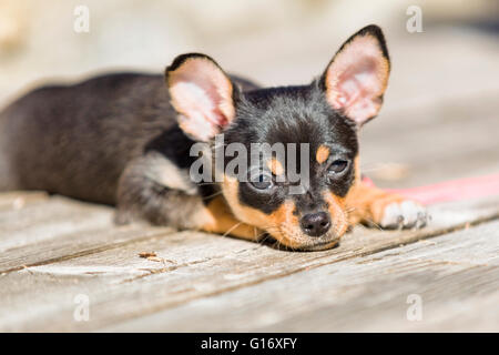 Female black and tan Chihuahua puppy dog outdoors enjoying warm weather  Model Release: No.  Property Release: Yes (cat). Stock Photo