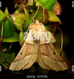 Scalloped oak moth (Crocallis elinguaria). British insect in the family Geometridae, the geometer moths Stock Photo