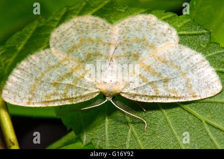 Common wave moth (Cabera exanthemata). British insect in the family Geometridae, the geometer moths Stock Photo
