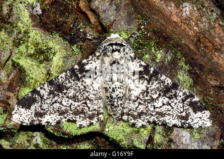 Peppered moth (Biston betularia) on lichen covered bark. British insect in the family Geometridae, the geometer moths Stock Photo