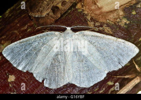 Common white wave moth (Cabera pusaria). British insect in the family Geometridae, the geometer moths Stock Photo