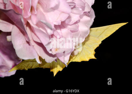 Swallow-tailed moth (Ourapteryx sambucaria) upside-down on rose. British insect in the family Geometridae, the geometer moths Stock Photo