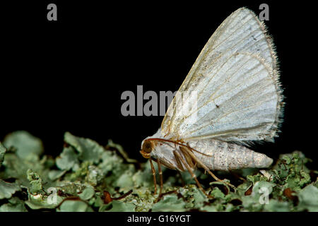 Clouded silver moth (Lomographa temerata) in profile. British insect in the family Geometridae, the geometer moths Stock Photo