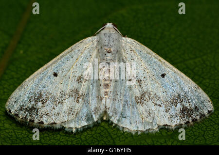 Clouded silver moth (Lomographa temerata) from above. British insect in the family Geometridae, the geometer moths Stock Photo